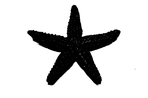 silhouette of starfish isolated on white background, invertebrate animal