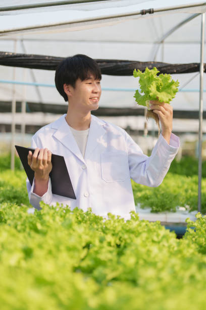 istock man Farmer harvesting vegetable and audit quality from hydroponics farm. Organic fresh vegetable, Farmer working with hydroponic vegetables garden harvesting, small business concepts. 1495529102