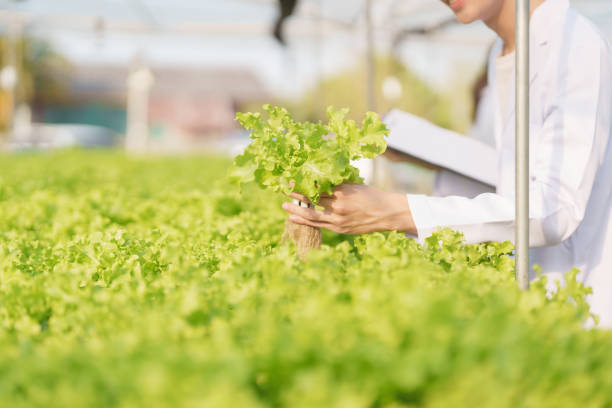 istock man Farmer harvesting vegetable and audit quality from hydroponics farm. Organic fresh vegetable, Farmer working with hydroponic vegetables garden harvesting, small business concepts. 1495529155
