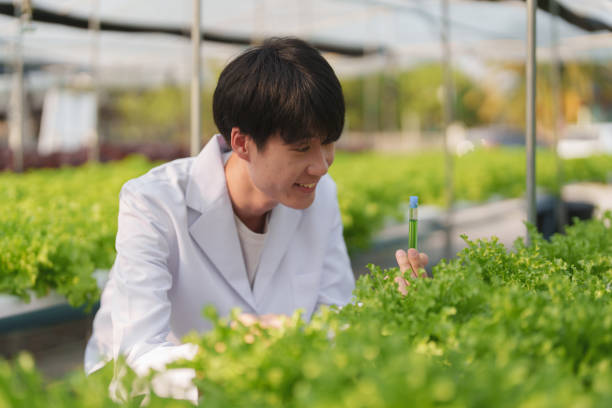 istock man Farmer harvesting vegetable and audit quality from hydroponics farm. Organic fresh vegetable, Farmer working with hydroponic vegetables garden harvesting, small business concepts. 1495529176