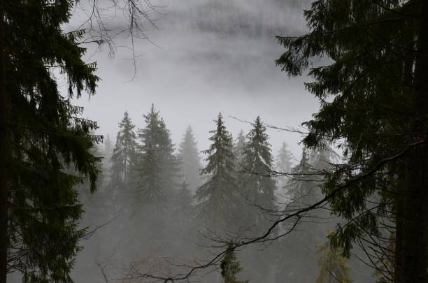 Black Forest is full of mysteries and legends. Would you dare to explore this mystic place?