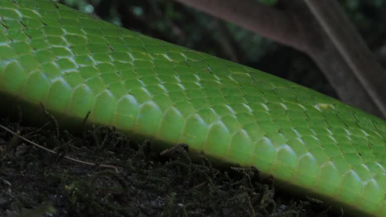 Red-tailed green rat snake is slithering slowly on tree