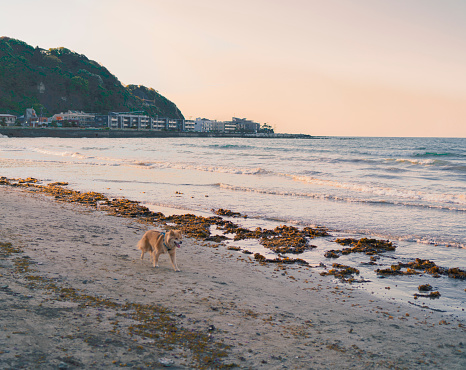 The dog is running along the coastline of the beach at sunset at dusk in Isshiki Beach in zushi , kanagawa ,Japan