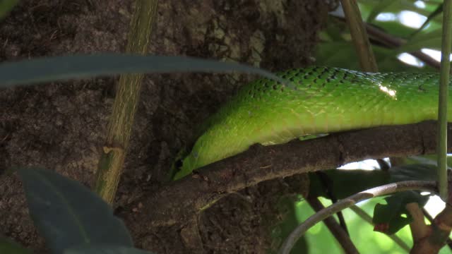 Red-tailed green rat snake is slithering slowly on tree
