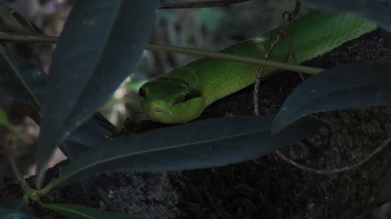 Red-tailed green rat snake