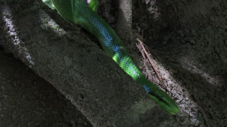 Red-tailed green rat snake is slithering slowly on tree