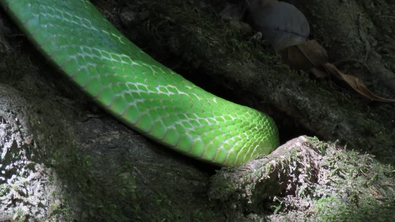 Red-tailed green rat snake is slithering slowly on tree