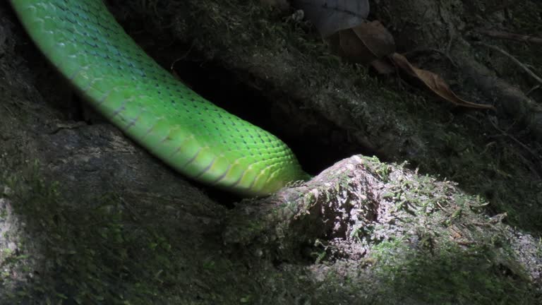 Red-tailed green rat snake