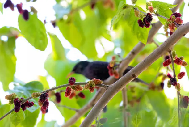 Photo of Mulberry. Ripe fruit ona mulberry tree. In background, starling is going to eat mulberry berries