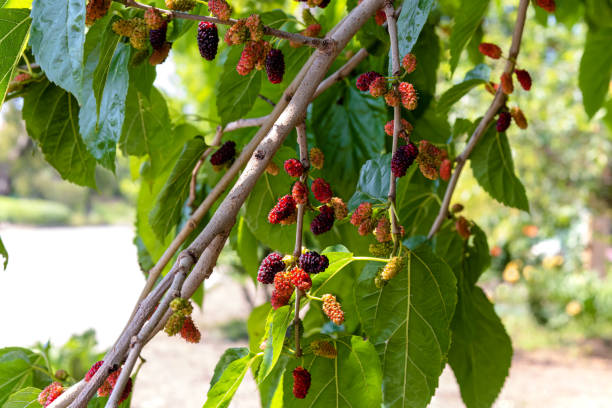 istock Mulberry. Ripe fruit ona mulberry tree. 1495536952