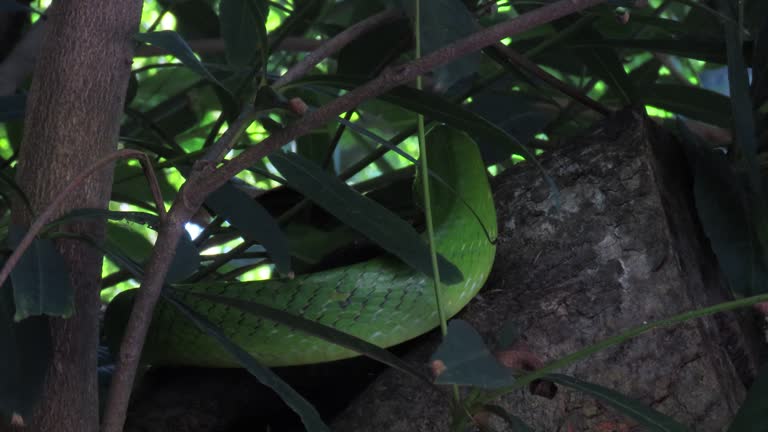 Red-tailed green rat snake