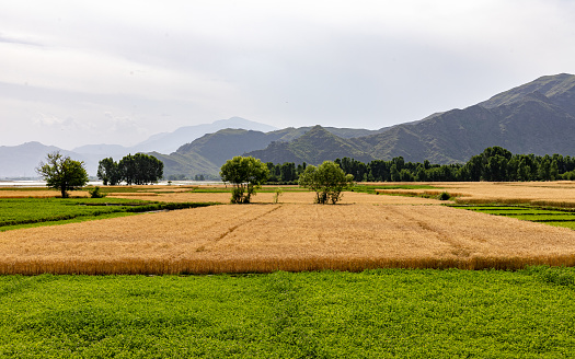 A beautiful view of wheat fields in summer on a cloudy day at swat valley, Pakistan