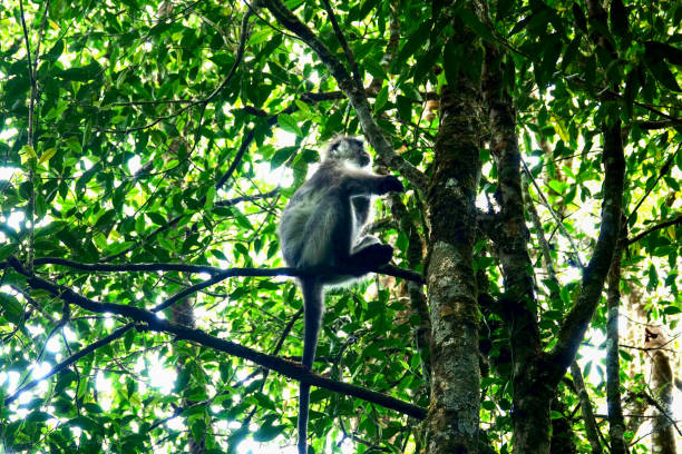 langur à crête argentée dans les forêts de malaisie - leaf monkey photos et images de collection