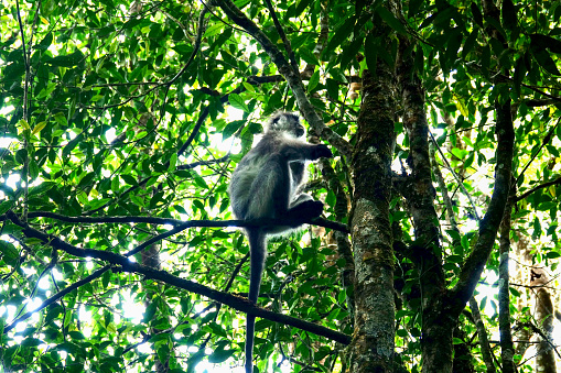 Ein Silberner Haubenlangur (Trachypithecus cristatus), Mitglied einer Primatenart aus der Gruppe der Schlankaffen (Presbytini) sitzt in den Wäldern Malaysias, nahe bei den Cameron Highlands auf einem Baum, frisst Blätter und verschwindet schließlich im Blätterdach.