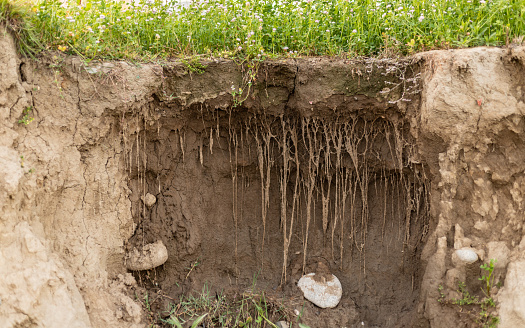Soil erosion and showing the roots of crops along the riverbank edge.