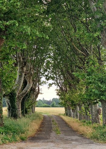 Rural country road, treelined, with old trees and lush green foliage - typical French country road in the Provence