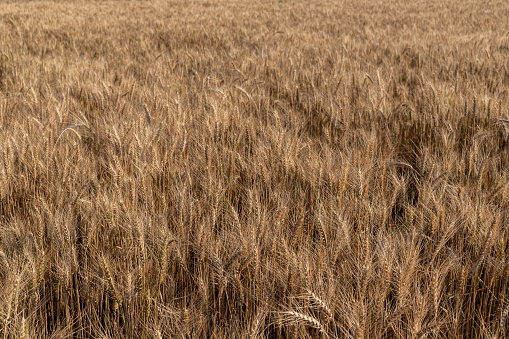 Wheat crops ripen and ready to be harvested