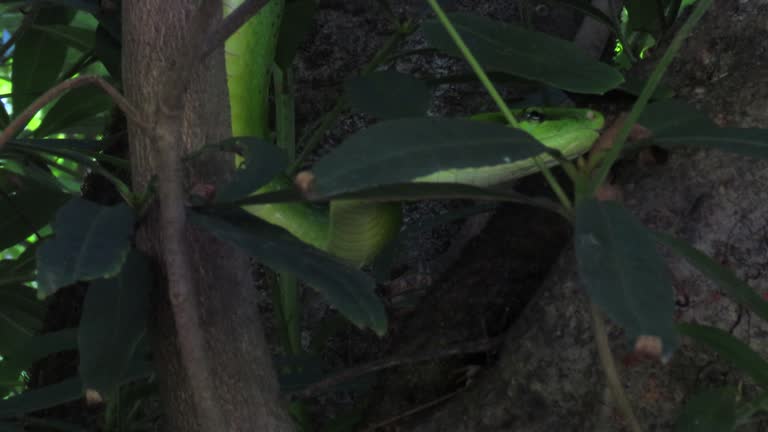 Red-tailed green rat snake