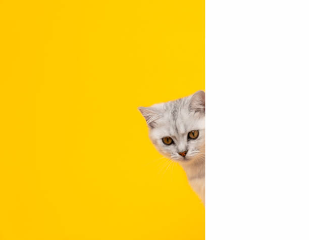 istock Small white kitten head with black stripes, paw up on blank white paper, cat Scottish fold breed on orange background. for advertising signs. 1495542943
