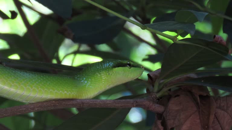 Red-tailed green rat snake is slithering slowly on tree