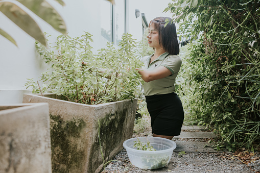 Thai handicapped transgender woman enjoy her Sunday morning with picking organic basil in her home garden preparing ingredients for making Thai food on lunch meal.
