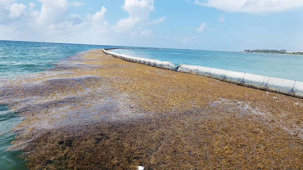 Sargassum powstrzymywało się przed dotarciem na plażę – zdjęcie