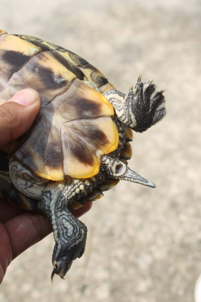 istock tail of a female red eared slider turtle 1495544362