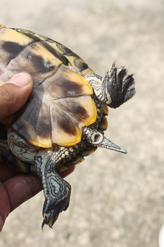 tail of a female red-eared slider turtle