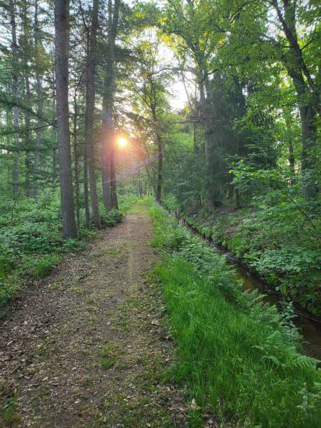 istock Sunset in forest of Dahmensee 1495546613