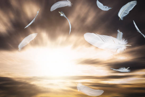 Abstract A White Bird Feathers Flying in The Sunset Sky.  Feathers Floating in Dreaming Heavenly.