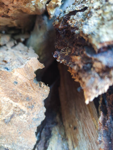 istock The hole of wood 1495550652