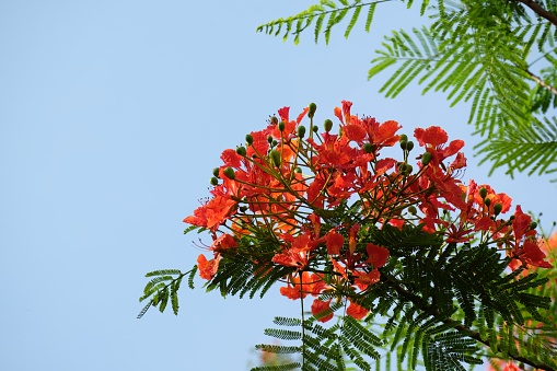 Barbados Pride, Dwarf poinciana, Flower fence, Paradise Flower, Peacocks crest, Pride of Barbados. Red guppy flowers