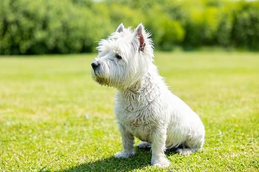 a cute old filthy westie - west highland terrier - at a local park or backyard. white dog sitting on the grass
