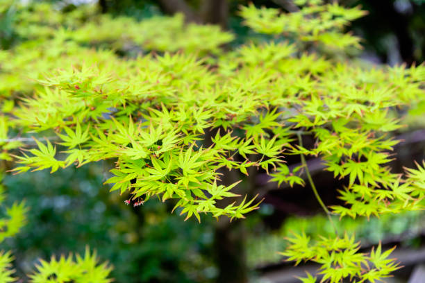 grünes ahornblatt am ahornbaum im naturpark japan. - maple leaf maple leaf green stock-fotos und bilder