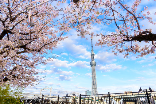 Tokyo Skytree and Sakura flower cherry blossom at Sumida park Asakusa district, Tokyo city, Japan.