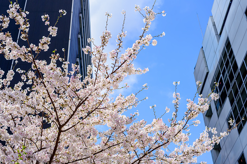 Japanese cherry blossom sakura in the city with building background.