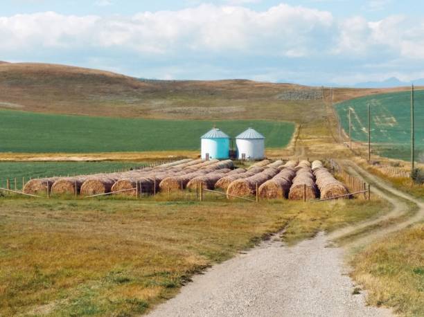 silo de grãos com pãezinhos de trigo em alberta. paisagem da pradaria canadense na estação de outono. - prairie mountain range autumn day - fotografias e filmes do acervo