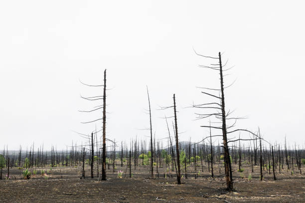 istock Dead forest with dry burnt trees in black lava fields. Kamchatka, Russia. 1495556255
