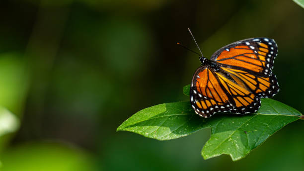 istock ID: 1495556300

Sun Dry Your Wings 1495556300