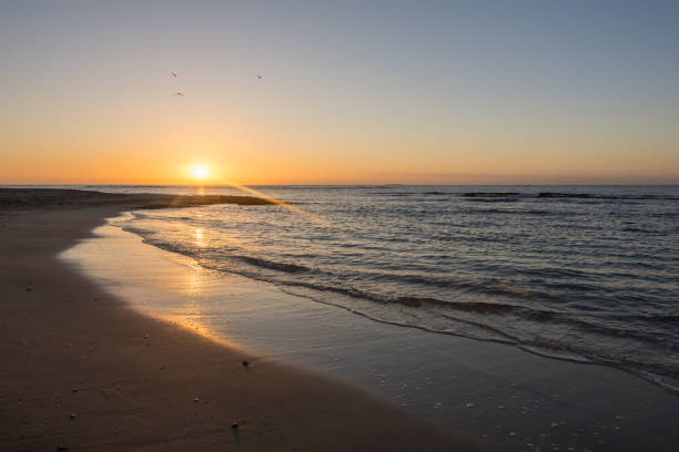 istock birds at the sky during a warm sunrise and soft waves at the beach 1495557061