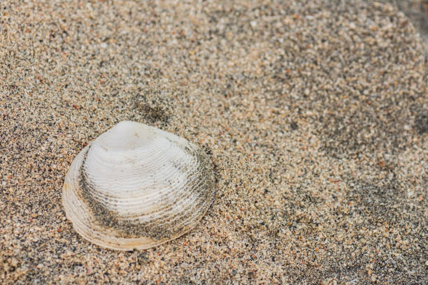 istock single white shell in the sand from the beach on vacation 1495557079