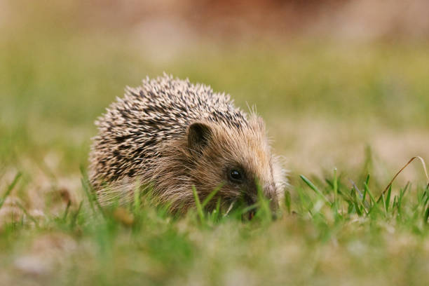 istock European hedgehog (Erinaceus europaeus) feeding in the garden in spring. 1495557332