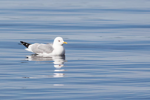 A large white-headed gull swims on the large calm Lake Onega in Karelia.