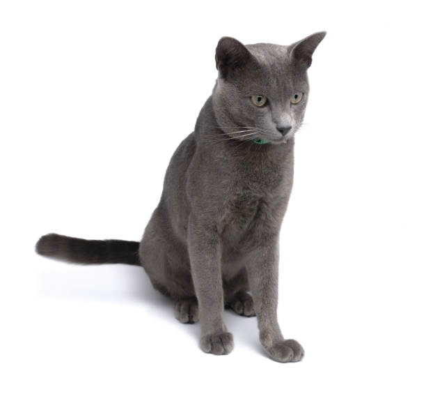istock portrait gray cat isolated on white background 1495557351