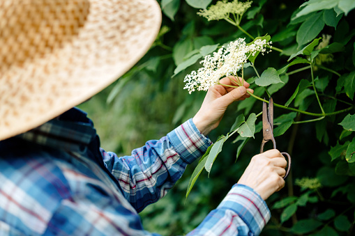 Woman cutting elderflowers of an elderberry bush to make elderflower liqueur