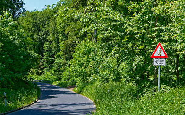 istock caution of salamander - drive slowly 1495557597