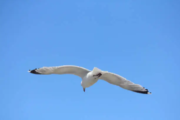 Close-up of a flying gull, with blue sky background