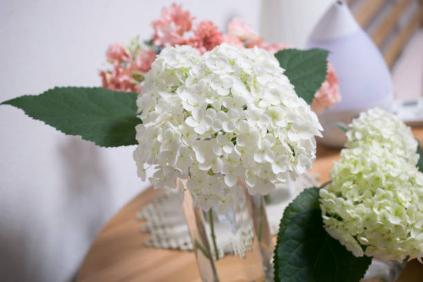 istock Beautiful hydrangea flowers on a table arranged in a vase photographed indoors 1495559898