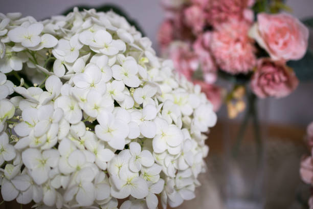 Beautiful hydrangea flowers on a table arranged in a vase photographed indoors