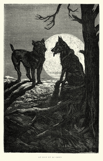 Vintage illustration of The Dog and the Wolf, Le Loup et le Chien, Fables of Aesop, 19th Century. By François Pannemaker, Moral of the story how freedom should not be exchanged for comfort or financial gain